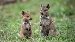 Quokkas